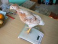 /album/a5-tydnu/k640-p1230054-jpg/